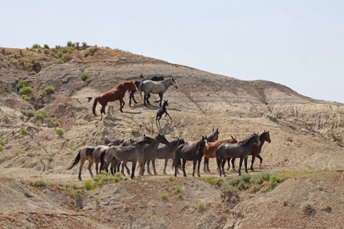 Statewide tourism could suffer without wild horses
